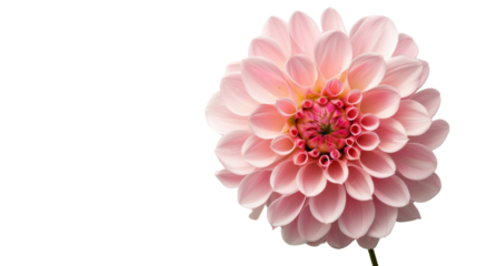 Carnation flower pink on white background