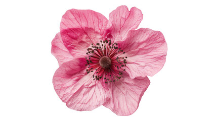 Fototapeta premium Carnation flower pink on white background