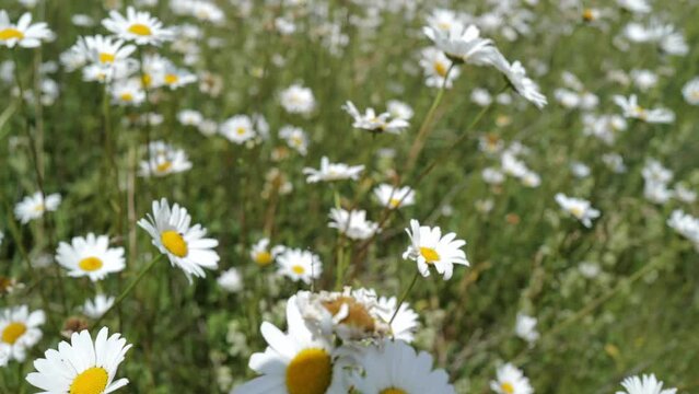 A large number of Chrysanthemum leucanthemum (ox eye daisies) on a hillside in Franconia. Coburg, Germany, Europe