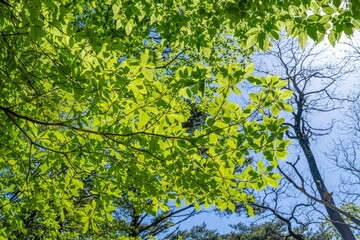 青空バックに見上げる新緑の若葉