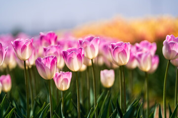 Beautiful tulips are in full bloom