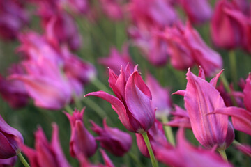 Beautiful tulips are in full bloom