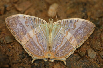 Cyrestis Cocles, the marbled map, is a species of nymphalid butterfly found in parts of Asia.
Ban Krang Campsite,Kaeng Krachan National Park, Petchburi,Thailand