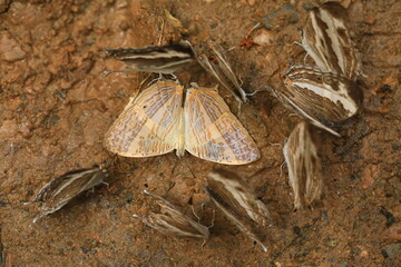 Cyrestis Cocles, the marbled map, is a species of nymphalid butterfly found in parts of Asia.
Ban Krang Campsite,Kaeng Krachan National Park, Petchburi,Thailand