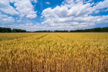 Wheat is growing in the field ,The wheat fields are under the blue sky and white clouds