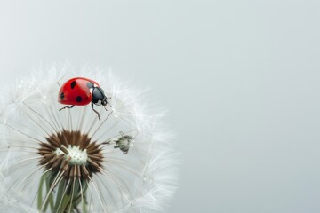 Obraz premium Ladybug on fluffy Dandelion on white background 