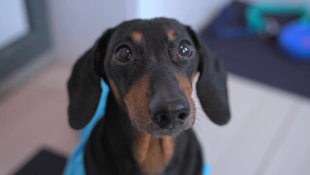 Portrait of dachshund dog with pathetic pleading look, looking helplessly devotedly at owner, begging, patiently waiting for walk The pet is trembling from emotions, lack of attention, bored, staring