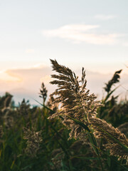 sunset in the field