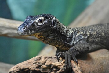 Komodo Dragon (Varanus komodoensis), a large, venomous reptile native to Asia, resting on a log.