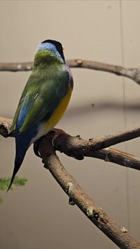 Lady Gouldian Finch, a cute little bird with beautiful colorful feathers