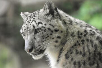 The Snow Leopard (Panthera uncia), a cat native to the mountains of Asia