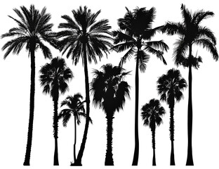 silhouettes of palm trees on white background