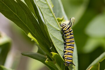 Close-up shot of a Monarch butterfly (Danaus plexippus) larvae eating Swan plant or Milkweed leaves on a sunny day, in Dunedin, New Zealand