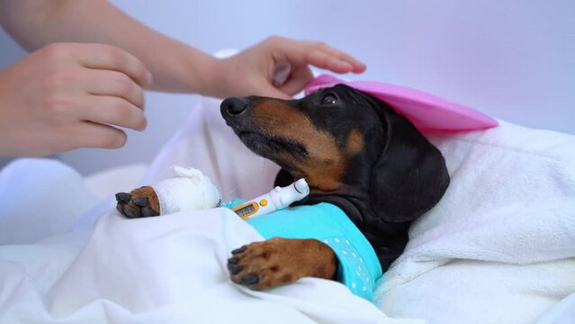Sick dog dachshund bandaged paw, heating pad on head lies helplessly on bed, owner carefully adjusts rubber heating pad, puts thermometer under his paw, gently strokes pet cheek Veterinary treatment