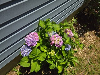 Hydrangea flowers blue and purple bloom
