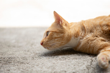 Cute ginger cat lying on cement floor, shallow depth of field