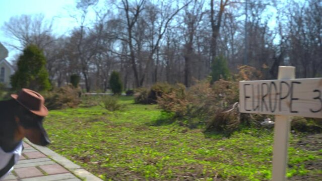 Elegant dachshund dog in white shirt, hat with leather bag on wheels runs through park towards Europe sign Pet, swindler, bootlegger, lost bankrupt escapes from persecution, debts Hiding from justice