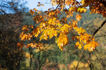Romania, Transylvania,  Suceava County.  Fall colors, changing colors of leaves and trees.