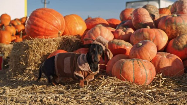 Adorable dachshund dressed in stylish costume sniffs with interest pile of ripe pumpkins lying on straw. Curious dog discovers new object