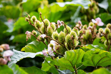 Flor do urucuzeiro, árvore cujo fruto é o urucum, de onde se extrai o colorau. Flor. Condimento.	
