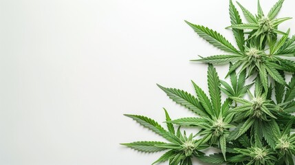 Cannabis Leaves and Flowers Border, Natural Organic Green Hemp Leaf, THC Marketing CBD Advertising Medicinal Herbs Isolated White Background, Plant Garden Backdrop Copy Space for Text