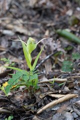 A wild greenhood, pterostylis, orchid flowering on the forest floor, New Zealand.