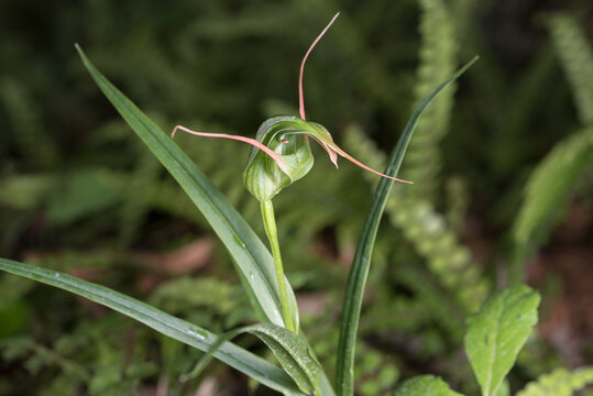 A wild greenhood, pterostylis, orchid flowering on the forest floor, New Zealand.