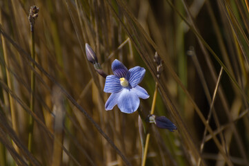The blue flower of a sun orchid (thelymitra cyan) in a meadow of Stewart Island, New Zealand.