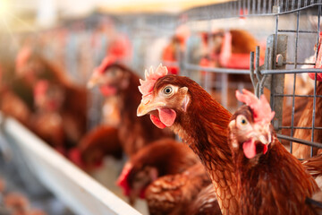 hens laying eggs in the battery, small business poultry operation