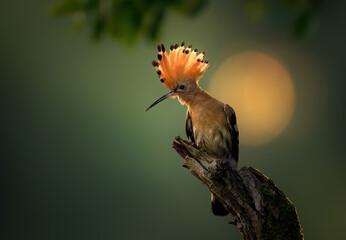 Eurasian hoopoe bird in early morning light ( Upupa epops )