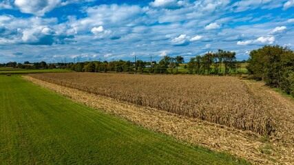 A Cornfield and Green Pastures under Blue Sky with Clouds