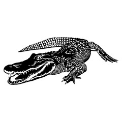 Alligator