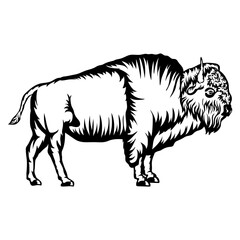 American Buffalo Bison