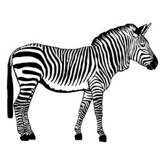 Animals Zebra