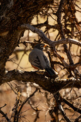 bird on a branch