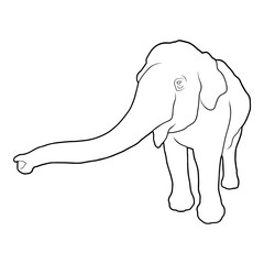 Baby Elephant Outline