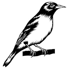 Baltimore Oriole Bird Oriole Oriole