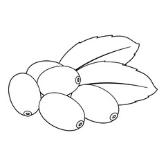 barberry with leaves Outline