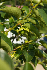 This is a persimmon tree that is starting to produce fruit.