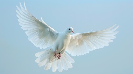 Obraz premium Dove of Peace A white dove, wings spread in flight, soars against a light blue sky, a symbol of peace, purity, and freedom