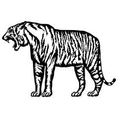 Bengal Tiger