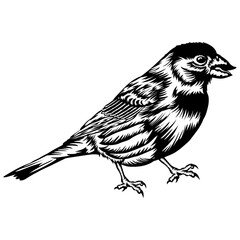 Birds House Finch