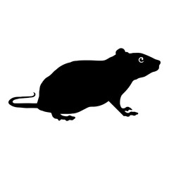 Black Rat Rat Rodent Rat