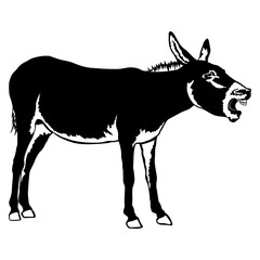 Braying Donkey