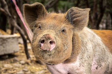 Pet Pig covered by mud