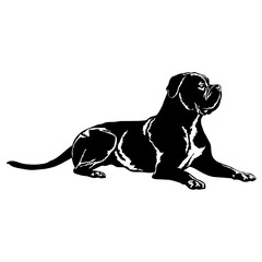 Cane Corso