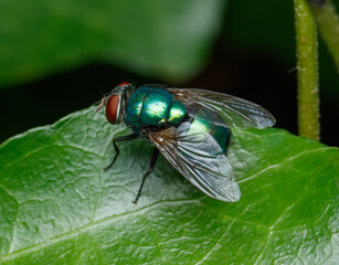 A Greenbottle Fly Sits on a Leaf