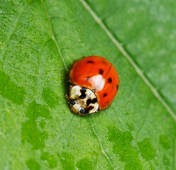 Asian Lady Beetle on a Leaf