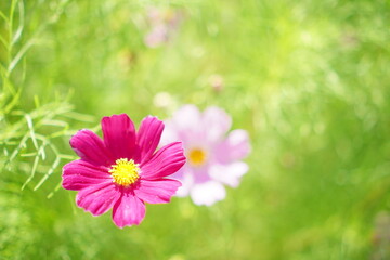 花壇に咲いてるキレイなコスモス