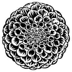 Dahlia Flower Front